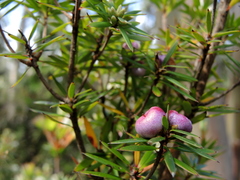Cyathodes glauca