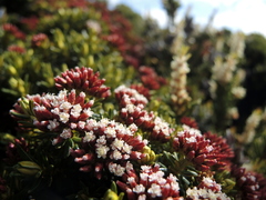 Ozothamnus ledifolius