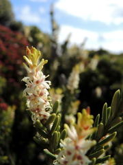 Orites revolutus