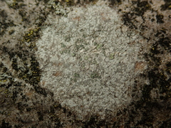 Buellia griseovirens