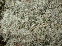 Buellia griseovirens