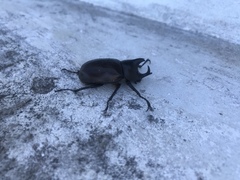 Xylotrupes meridionalis