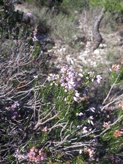 Erica multiflora