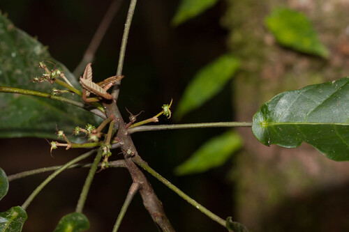 Macaranga corymbosa observed 2009-12-18