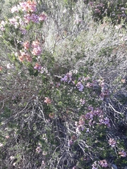 Erica multiflora