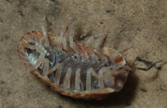 Barnardillo barnardi