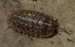 Barnardillo barnardi