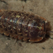 Barnard's Pill Woodlice - Photo (c) Robert Taylor, some rights reserved (CC BY), uploaded by Robert Taylor