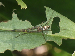 Tylorida ventralis