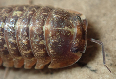 Barnardillo barnardi