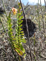 Hermannia concinnifolia