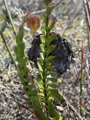 Hermannia concinnifolia