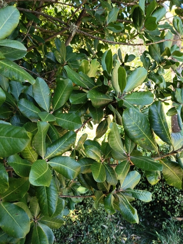 Tawapou (Planchonella costata)