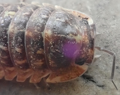 Barnardillo barnardi