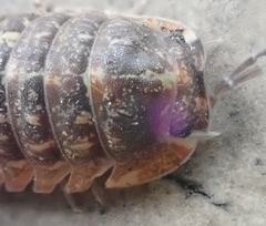 Barnardillo barnardi