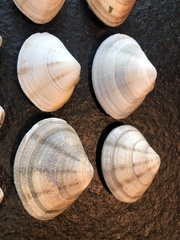 Macridiscus aequilatera