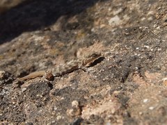 Alsophylax pipiens