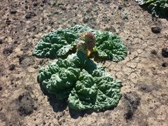 Rheum tataricum