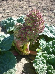 Rheum tataricum