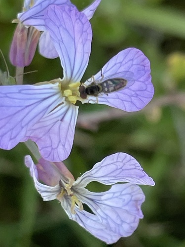 Unknown species found near Bolsa Chica Ecological Reserve, Huntington Beach, CA, US