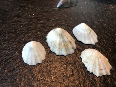 Niveotectura pallida