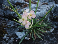Erysimum pallasii