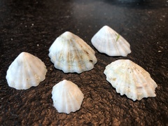 Niveotectura pallida