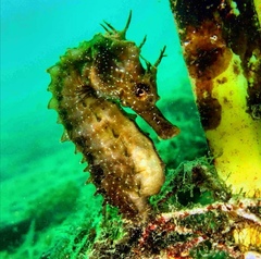 Hippocampus guttulatus