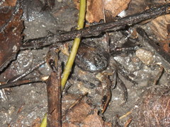 Parathelphusa convexa