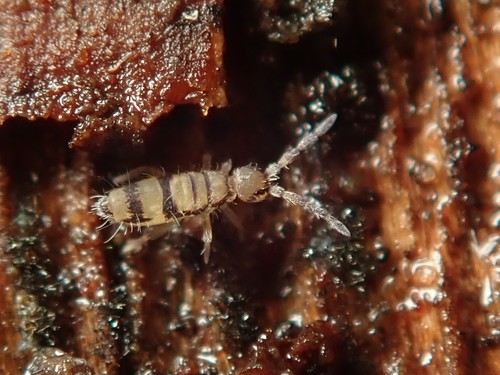 Entomobrya corticalis, photo 2 of 10