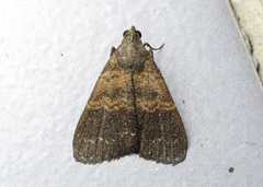 Hydrillodes moloalis