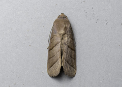 Asta quadrilinea