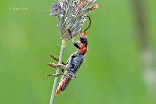 snehuľčík sivočierny (Cantharis fusca)
