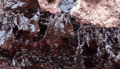 sea brush (Odonthalia floccosa)