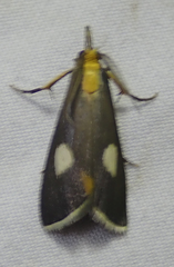 Episindris albimaculalis