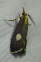 Episindris albimaculalis