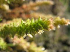 Crassula colorata