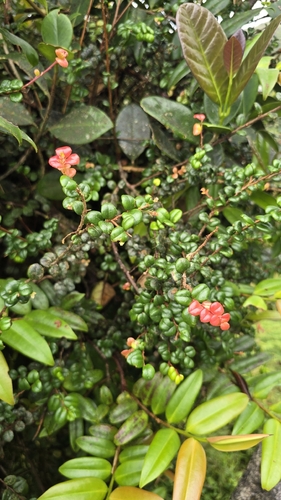 Puerto Rico brittleleaf (Gonocalyx portoricensis)