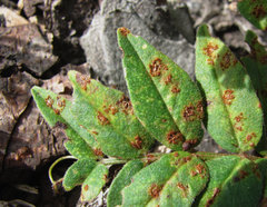 Uromyces viciae-fabae