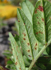 Uromyces viciae-fabae