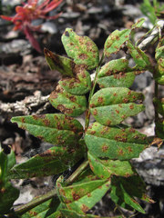 Uromyces viciae-fabae