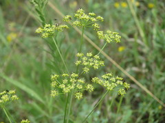 Peucedanum alsaticum