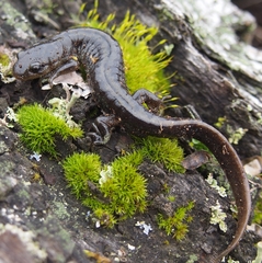 Ambystoma macrodactylum macrodactylum