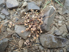Pseudognaphalium ephemerum