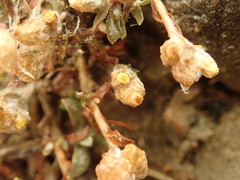 Pseudognaphalium ephemerum