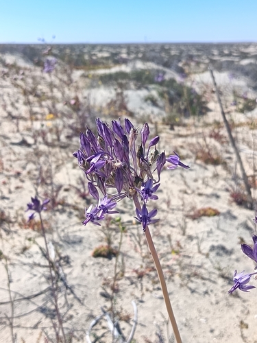 Palmer's bajalily (Triteleiopsis palmeri)