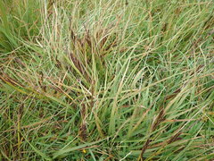 Carex sinclairii