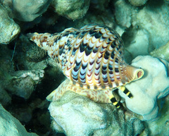 Charonia tritonis