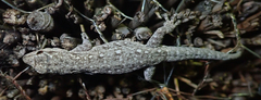 Lygodactylus chobiensis