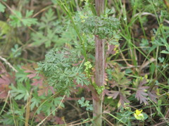 Peucedanum alsaticum